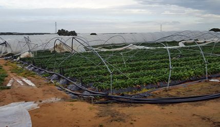 23-05-2018---ayudas-temporal-478