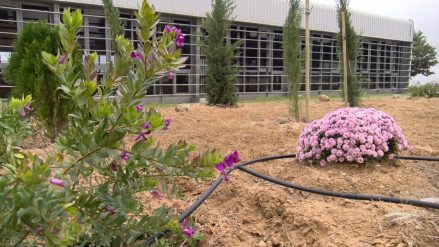 jardin violeta contra el maltrato