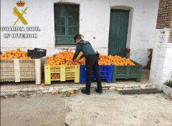 20201116_hurto-naranjas_Gibraleon-1-1