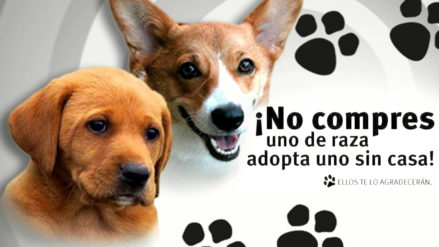 refugio perros