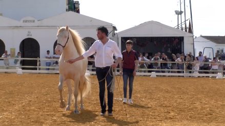 17-02-2024 - presentación caballos españoles